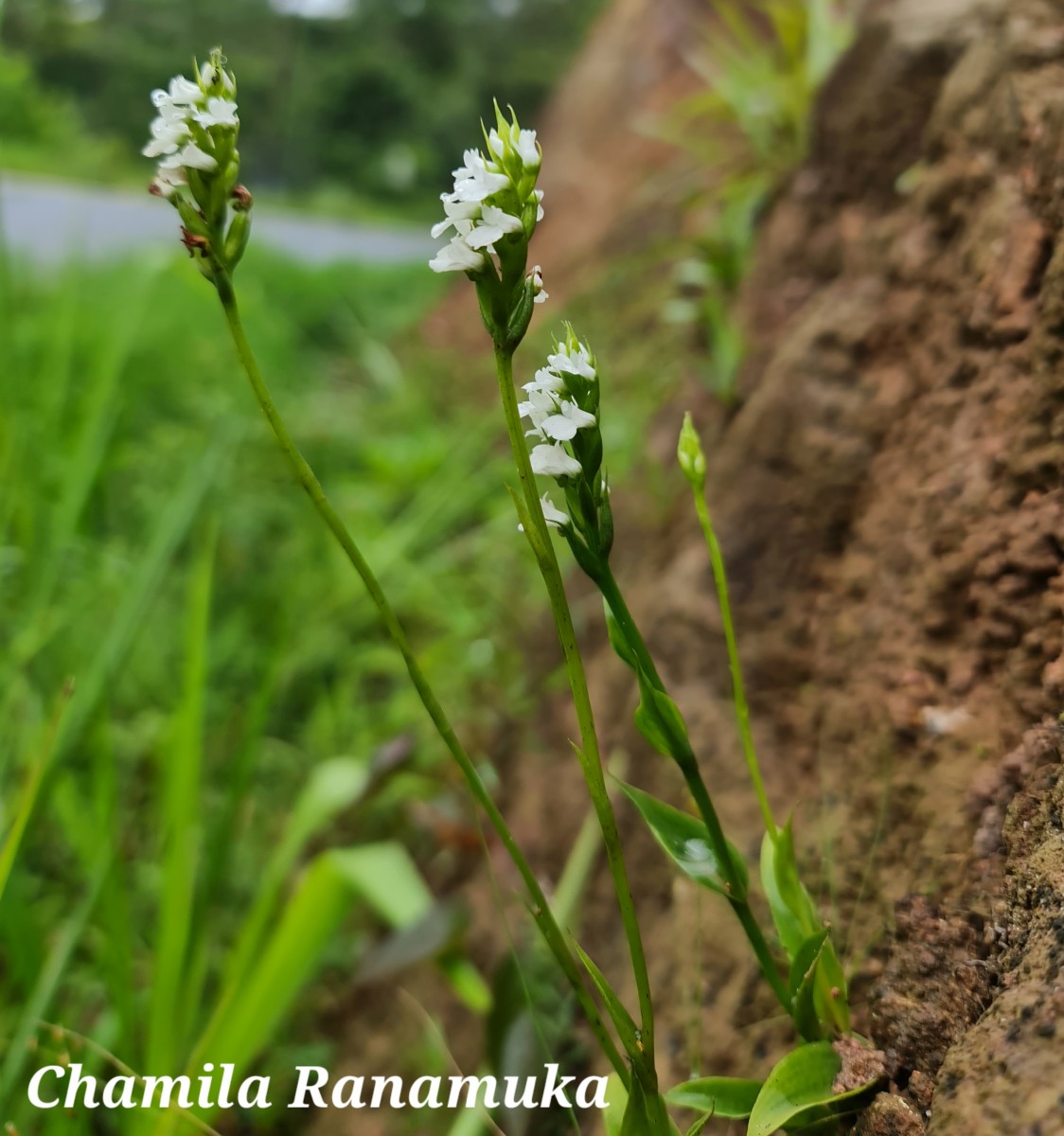 Peristylus brevilobus Thwaites